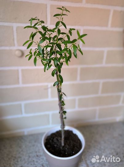 Мирт для формирования