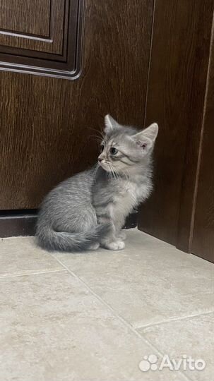 Котенок в добрые руки