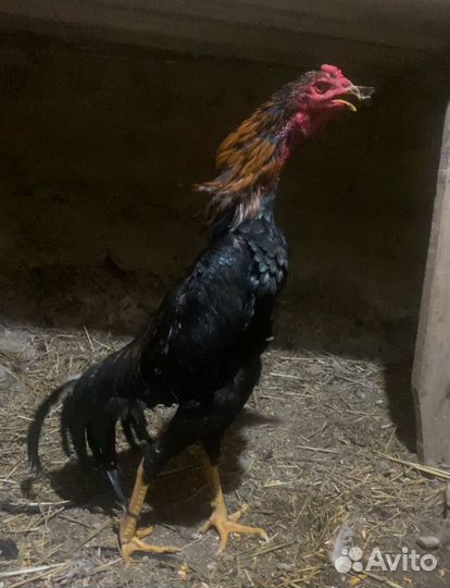 Бойцовые петухи