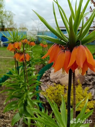 Рябчик императорский