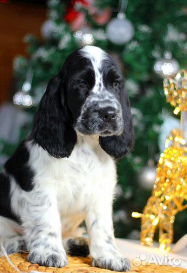 Щенок английского кокер спаниеля