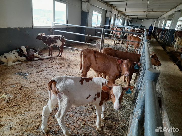 Помесные сементалы