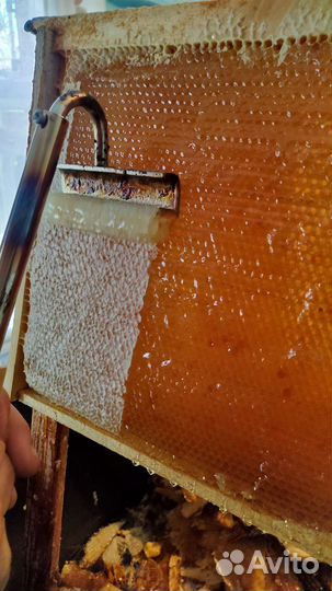 Мед центробежный разнотравье и забрус 2023