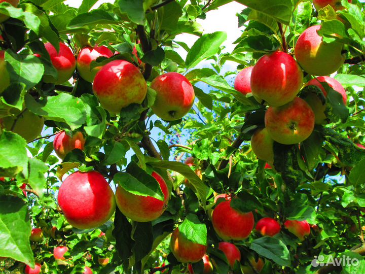 Яблоки из своего сада