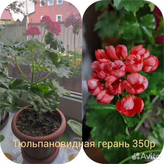 Пеларгония герань