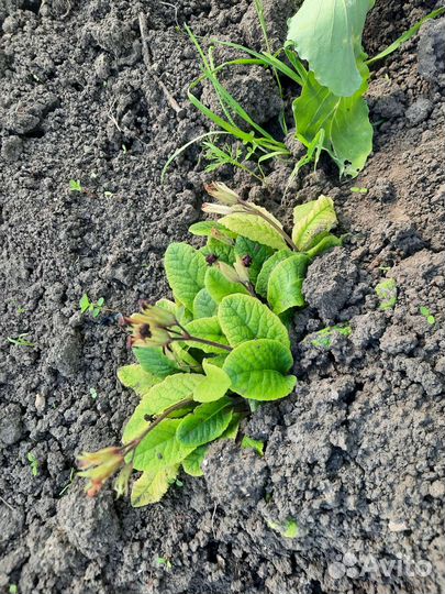 Примула и др.многолетники