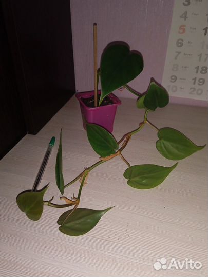 Цветы комнатные