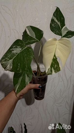 Монстера вариегатная альба