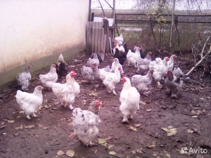 Молодые петухи