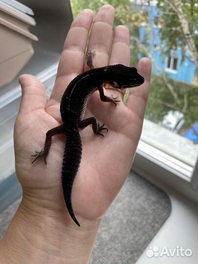 Эублефар Black Night