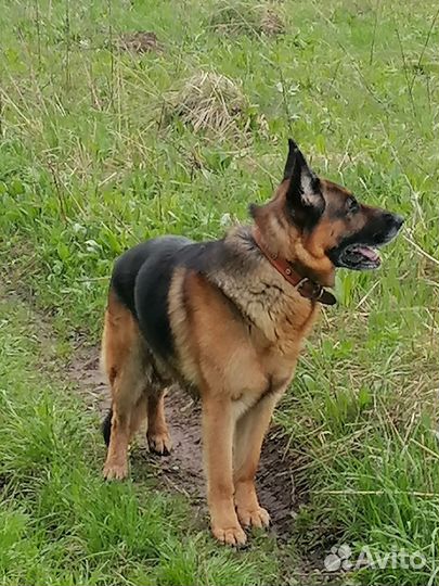 Немецкая овчарка вязка кабель