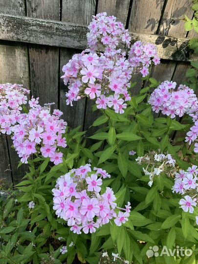 Флокс метельчатый и лилейник