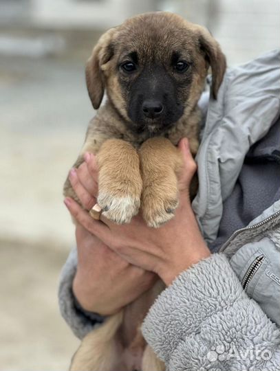 Щенки в поисках семьи