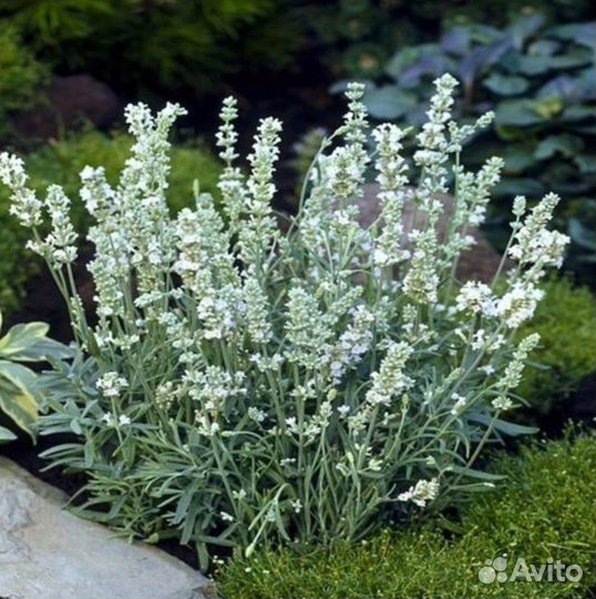 Белая лаванда