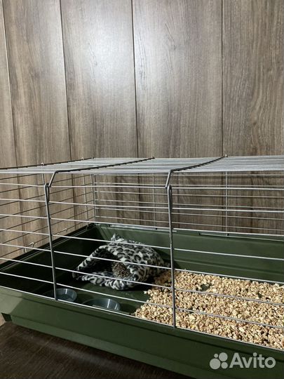 Африканский ежик