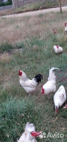 Петухи