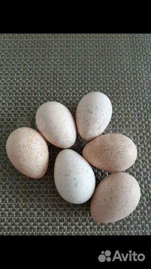 Инкубационное яйцо индейки, утка