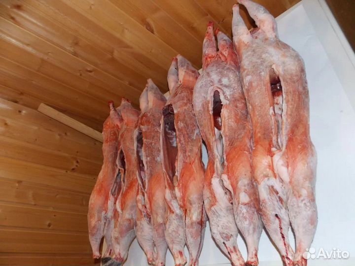 Мясо нутрии