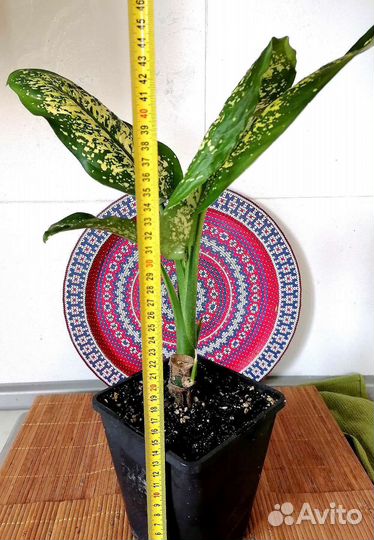 Диффенбахия