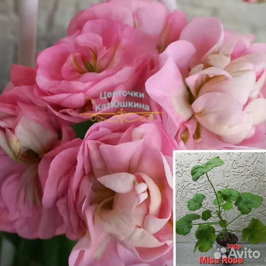 Пеларгония герань сортовая