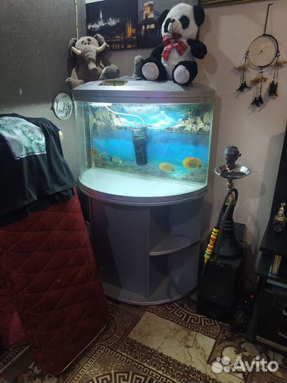 Аквариумные