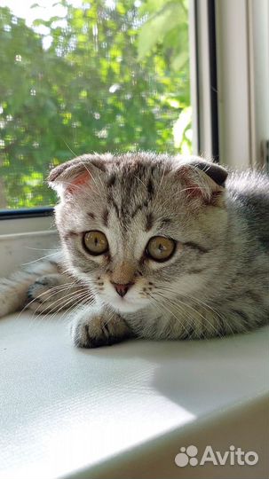 Шотландские прямоухие котята и вислоухие