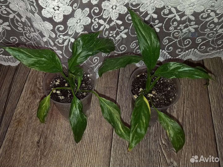 Спатифиллум джемени