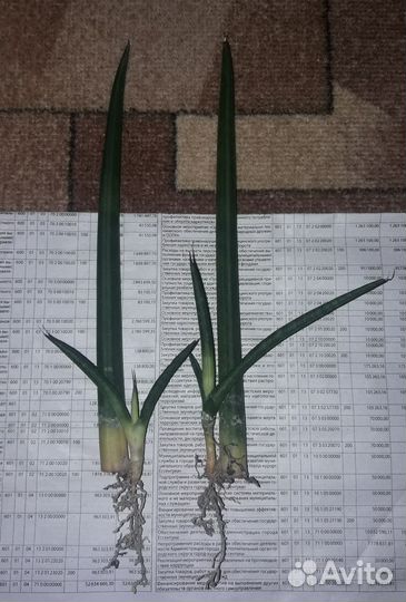 Сансевиерия Цилиндрическая