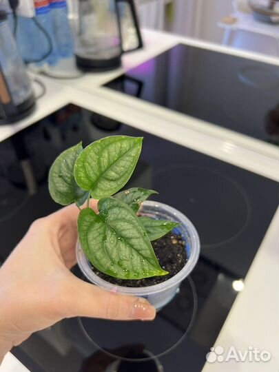 Монстера сильтепекана