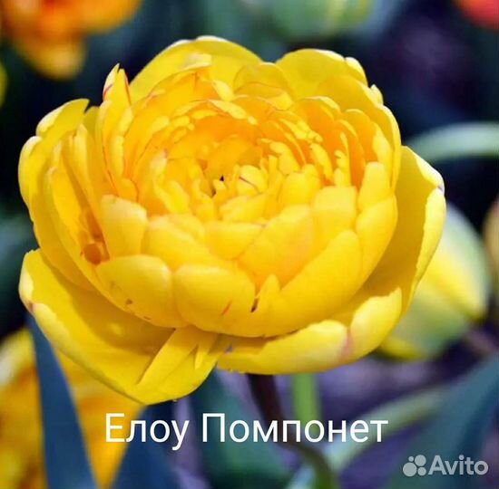 Луковицы тюльпанов. Рябчик шахматный
