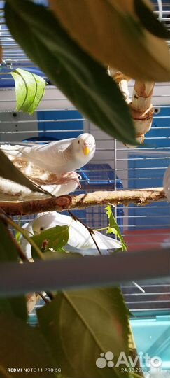 Попугайчики красивой расцветки