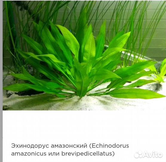 Аквариумные растения прополка