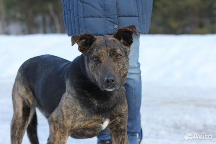 Собака Тайфун