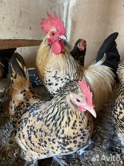 Куры мильфлер