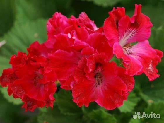 Пеларгония герань