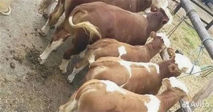 Бычки молодняк от 1 месяца до 10 месяцев