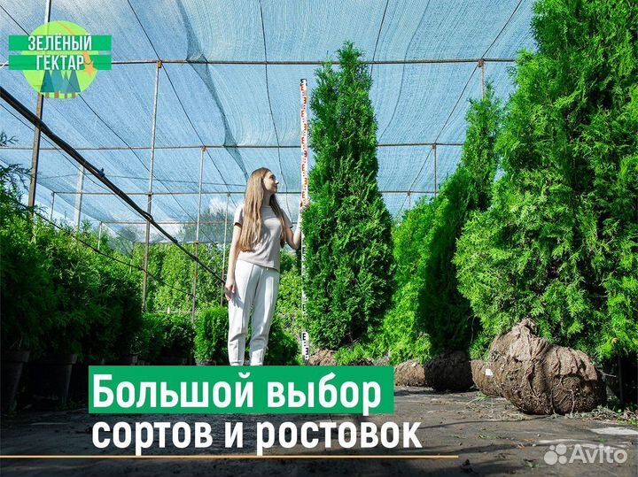 Туя смарагд 2 м свежая копка 2023