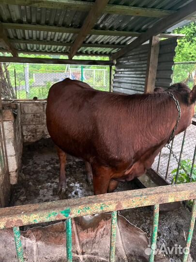 Телка 2 года