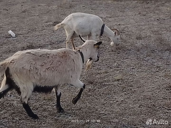 Продается козёл альпийский