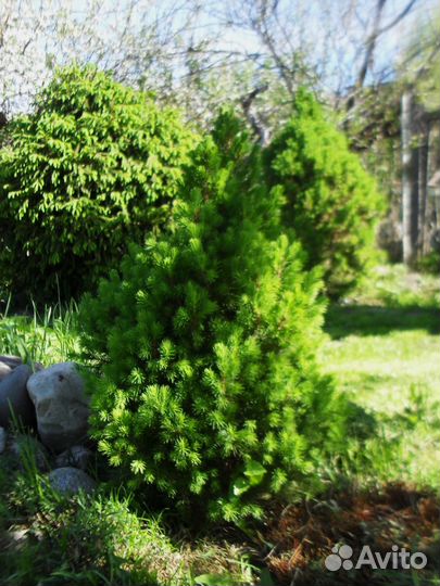 Хвойные растения,Ель Коника