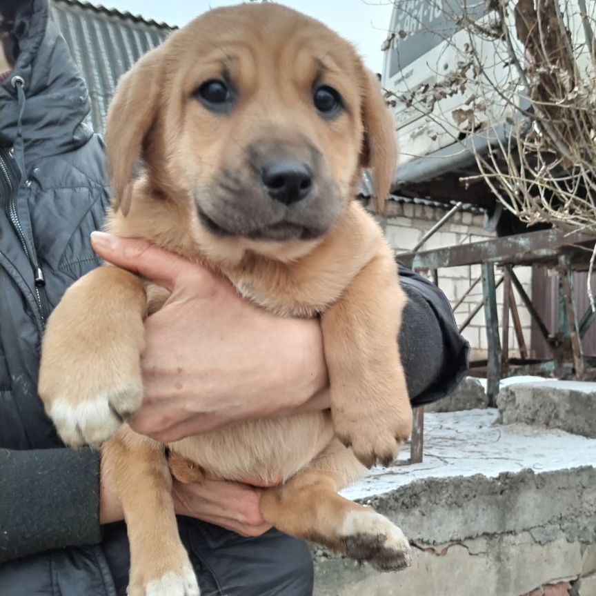 Щенки русской гончей бесплатно