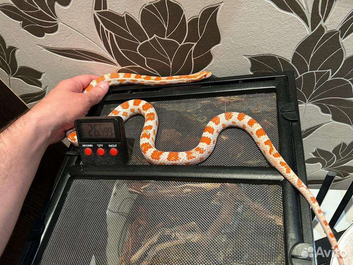 Змея Маисовый полоз с террариумом