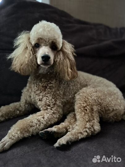 Вязка кобель пудель той