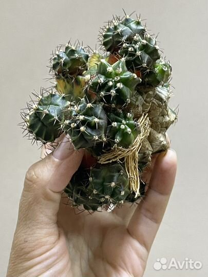 Gymnocalycium variegate