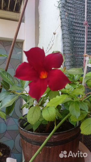 Дипладения (Мандевилла) бордовая