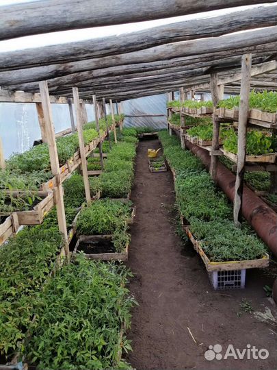 Рассада помидор