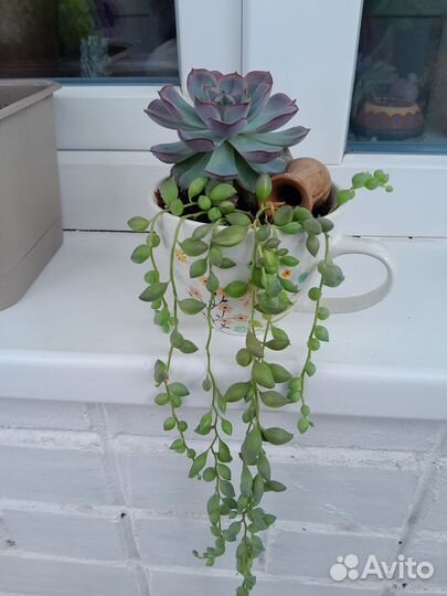 Крестовник роули композиция