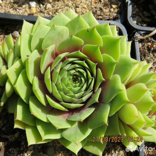 Молодило сортовое