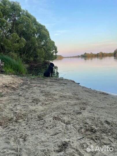 Кобель вязка Кане корсо