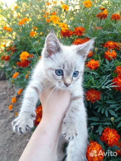 Котёнок в добрые руки, девочка